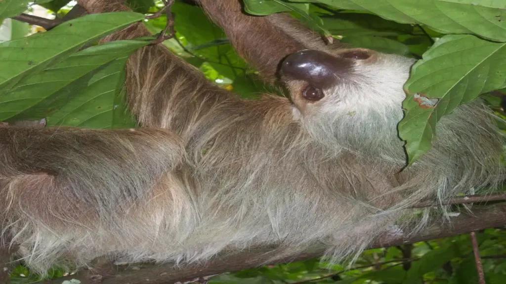Enjoy a Day Tour and memorable adventure with Oregon Tour Costa Rica.