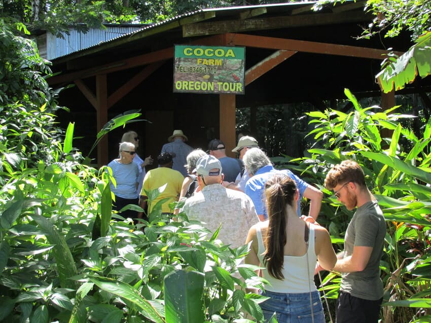 Cocoa plantation Tours
