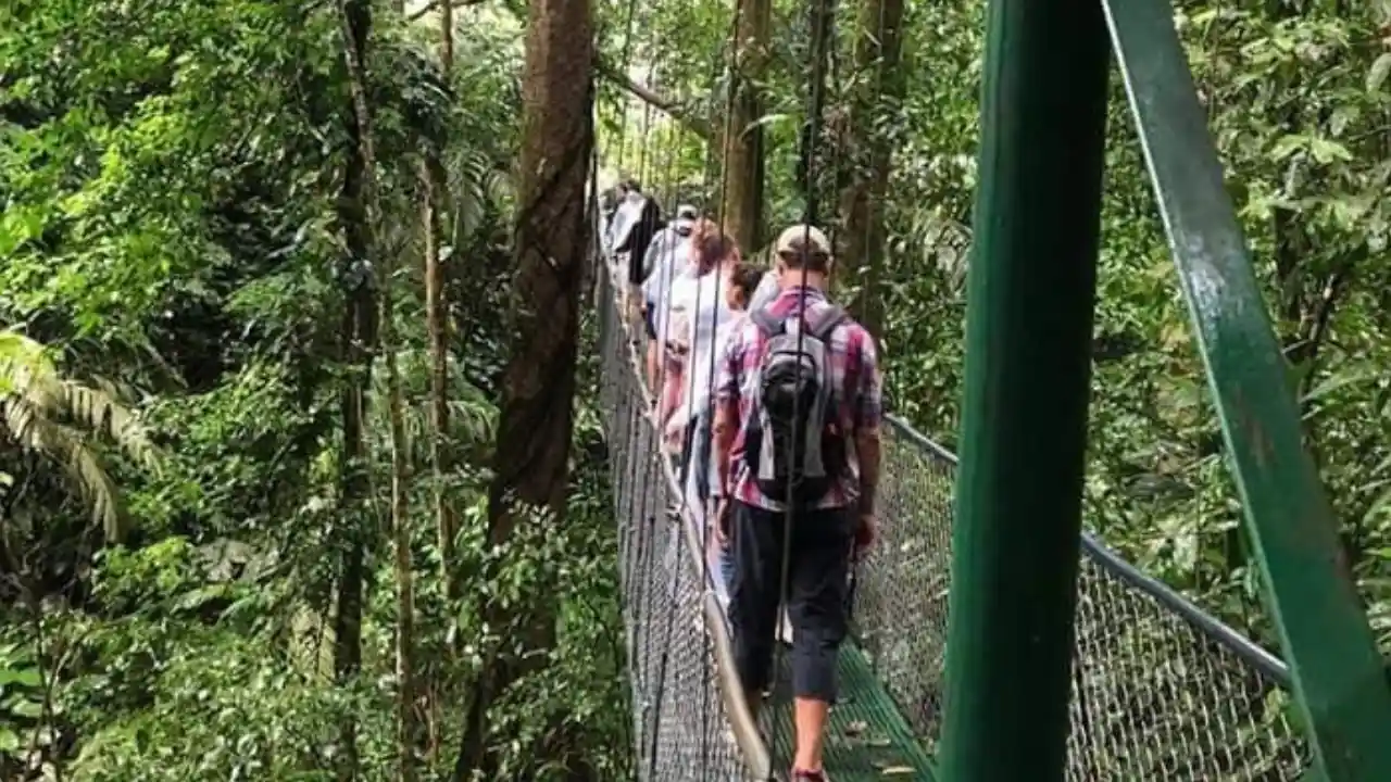 Limón Rainforest Adventure: Hanging Bridges & Wildlife